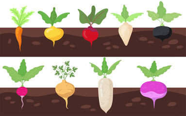 Different vegetables growing in soil vector illustrations set. Plant roots of carrot, beetroot, radish underground, vegetable patches isolated on white background. Food, nutrition, garden concept