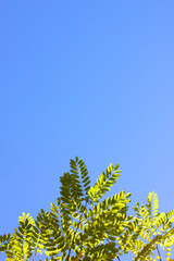 A green tree branch against a blue sky. Autumn. Clear blue sky. Background. Texture. Copy space for text. Vertical photography.
