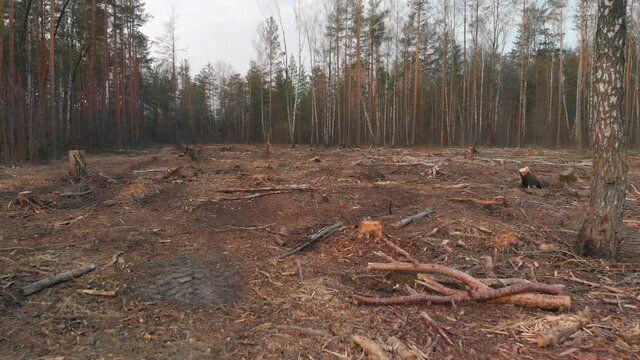 Cut-down plot of the destroyed forest in the spring at dawn. Fallen trunks of coniferous trees and stumps in the deforestation zone. Problem of environmental protection