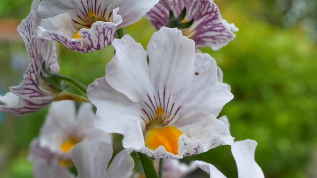 Elfenspiegel, Nemesia Sunsatia