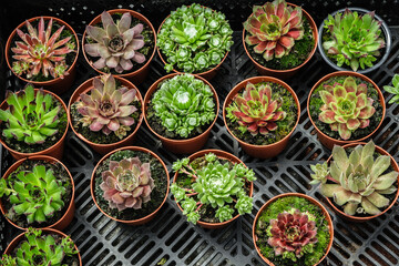 small pots with ornamental flowers