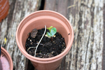 apple tree seedling in a pot
