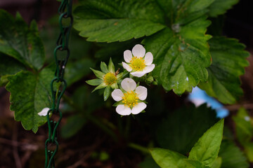 strawberry flowers