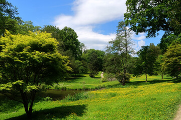 A colourful woodland scene with yellow flowers and green trees