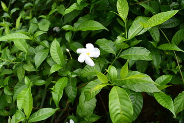 white flowers in the garden