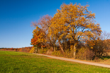Eiche in herbstlicher Laubverfärbung am Wegesrand