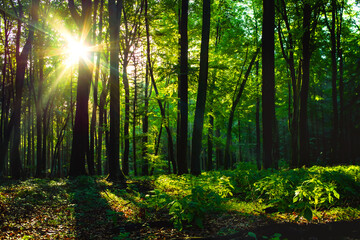 Fototapeta na wymiar Sonnenstrahlen im grünen Frühlingswald