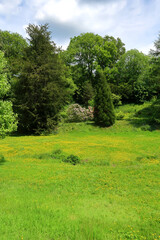 Fototapeta na wymiar A woodland scene with green grass and flowers