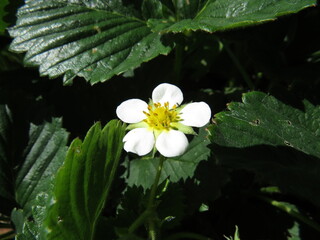 strawberry flower