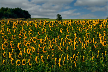 Obraz premium Russia. Krasnodar Region. Sunny summer evening in the sunflower fields along the Rostov-on-Don-Krasnodar highway.