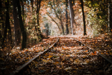 autumn leaves in the forest