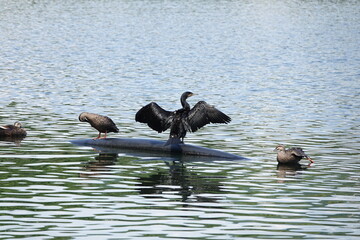 川鵜と鴨の日光浴