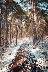 forest in winter