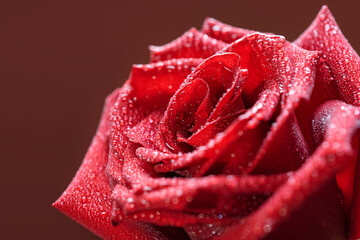 A beautiful red rose with many camels on its petals on a dark red background. Macro photo