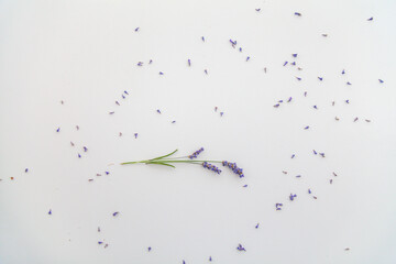 levander on whiteboard