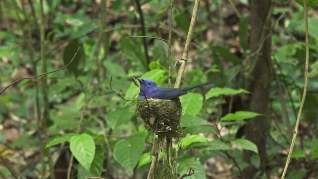 Black-Naped Monarch or Black-Naped Blue Flycatcher (Hypothymis azurea). Filmed in Kaeng Krachan National Park, Thailand.