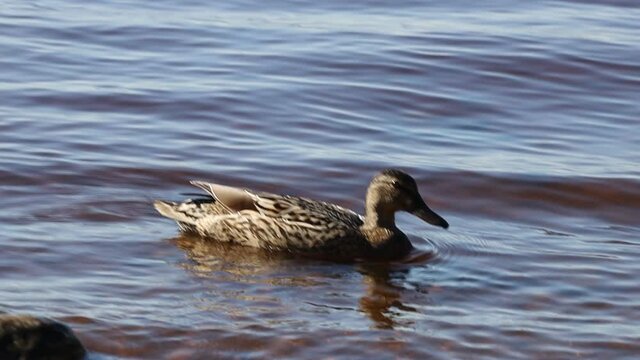Wild duck swims off the coast in summer
