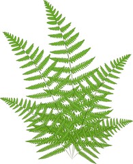 cartoon fern plant vector