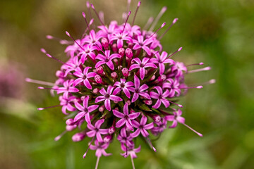 petites boule de fleurs violettes en gros plan