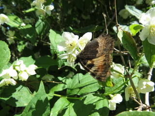 chubushnik and butterflies
