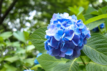紫陽花 あじさい 美しい 綺麗 優美 かわいい アジサイ 自然 花びら ブルー 青い グリーン 葉っぱ 梅雨