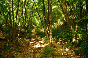 Fototapeta na wymiar A forest in early June on the hillside of Monte Purgessimo in Udine Province, Friuli-Venezia Giulia, north east Italy 