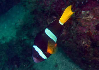 伊豆の海でダイビング中にクマノミを見かけました。