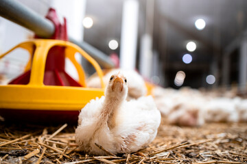 Chicken lying by the feeder at poultry farm.