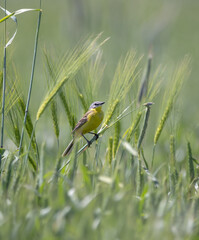 Yellow wagtail in summer field