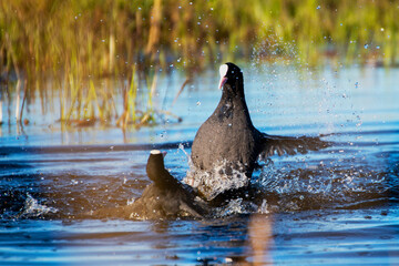Fototapeta premium Fulica atra Blesshuhn Revierkampf