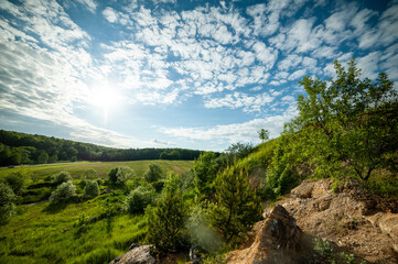 Obraz premium Landscape of field and forest in summer