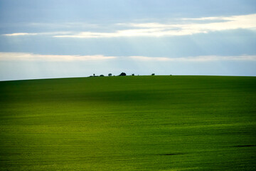 green field and blue sky with light clouds