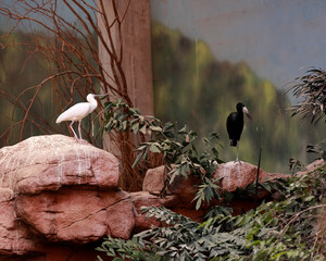 ptaki na kamieniach © mateusz