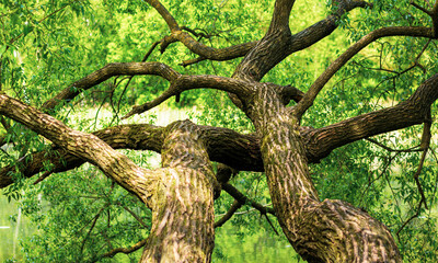 Fototapeta na wymiar Intertwined tree trunks growing near a body of water on a sunny day.