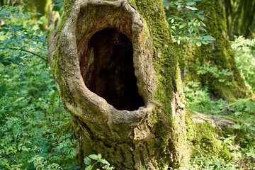 a large hollow in a huge tree in a green forest