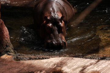 hipopotam w wodzie - obrazy, fototapety, plakaty