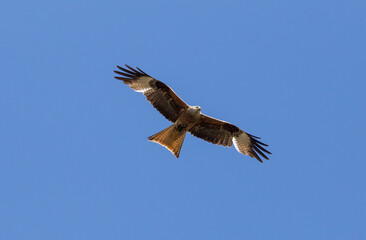 Red kite flying in the sky