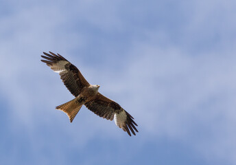 Fototapeta na wymiar Bird of prey with wings open in blue sky
