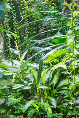 Dense jungle thickets with bright grass, long lianas on a sunny day. Nature fauna plants subtropics.