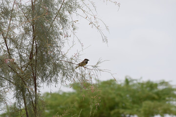 sparrow bird on a tree, wildlife outdoor animal, nature plants fauna background wallpaper