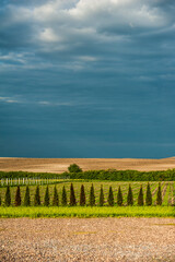 agricultural scenery with a newly planted potato crop in chalky soil near Sledmere under a blue sky 