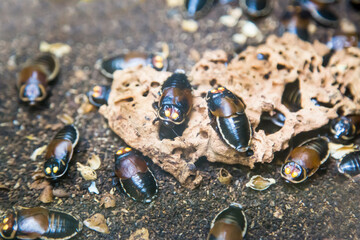 Cockroach-car (Latin: Lucihormetica verrucosa) with beautiful yellow spots similar to car headlights on a background of small stones. Animal world fauna insects.