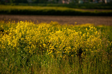Obraz premium Early summer farm landscape. Soil and blue sky with clouds