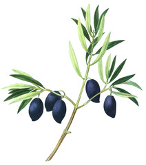 Olive tree branch with leaves and black fruits, vintage botanical illustration