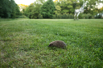 Close up of Hedgehog on green grass. . High quality photo