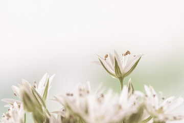 Blooming white flowers with stamen and pestle romantic bouquet on light background macro vintage effect with place for text