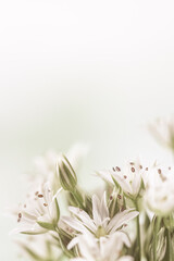 Blooming white flowers with stamen and pestle romantic bouquet on light background vertical macro vintage effect with place for text