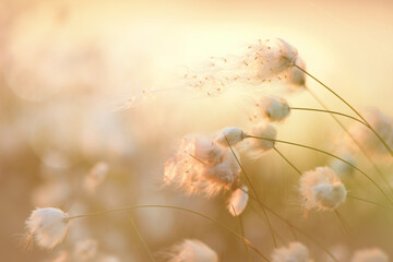 Eriophorum scheuchzeri Hoppe Wollgras im Moor mit Samen zum Abendlicht