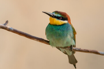 European Bee-Eater