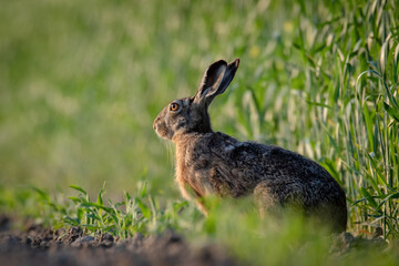 Common hare